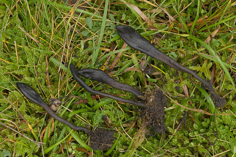 Geoglossum cookeianum